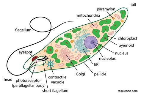 Euglena under a microscope - anatomy, reproduction & facts - Rs' Science