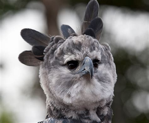 Harpy eagle | San Diego Zoo Wildlife Explorers