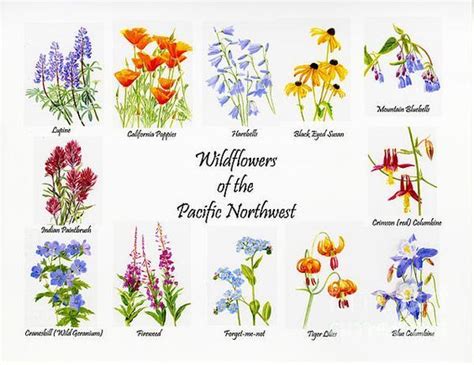 Wild Flowers Of The Pacific Northwest Poster Canvas Print / Canvas Art ...