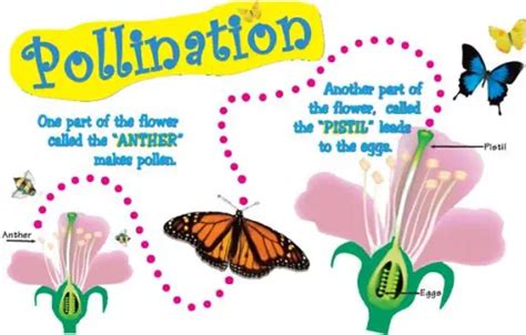 Pollination and Fertilization of Plants Worksheet - Download FREE Word ...