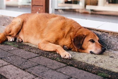 Obesity In Dogs – Understanding It Leads To Solutions - Natural Dogs Health