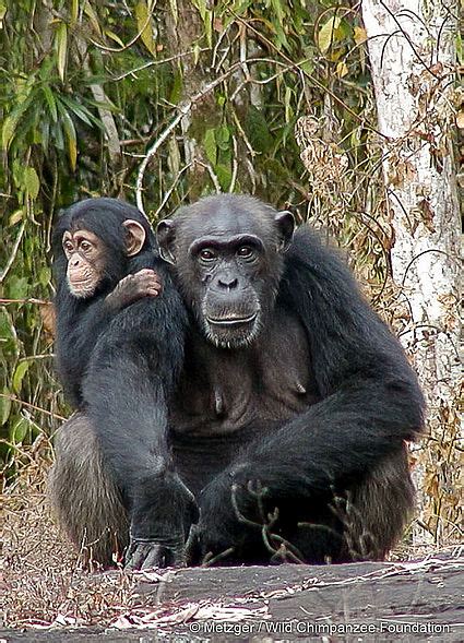 Baby Chimpanzees With Mom