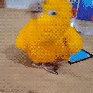 11 Hilarious Animal Gifs to Brighten Your Day | Funny animals, Cute ...