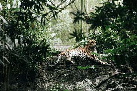 Leopard on Brown Rock · Free Stock Photo