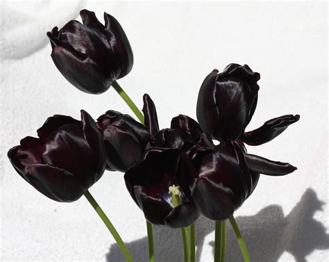 Black Tulips