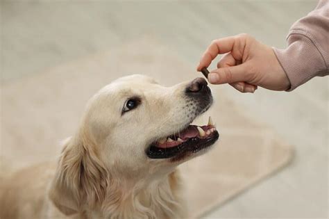 Prednisone Dosage Chart for Dogs: Risks, Side Effects, Dosage, and More - A-Z Animals