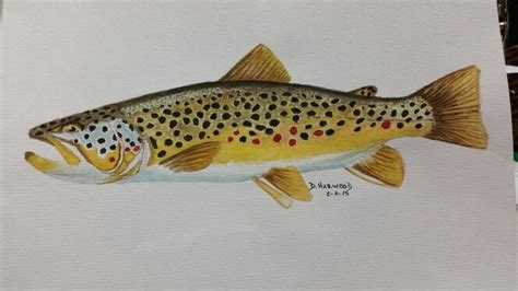 Brown trout watercolor by Dave Harwood. Trout Painting, Fish Paintings ...