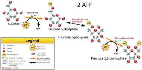 6.23 Glycolysis – Nutrition