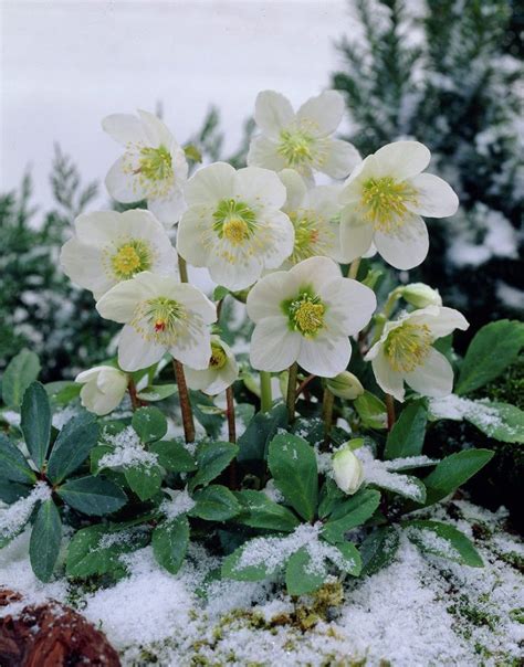 22 Beautiful Winter Flowers That Survive and Bloom in the Cold | Winter flowers garden, Winter ...