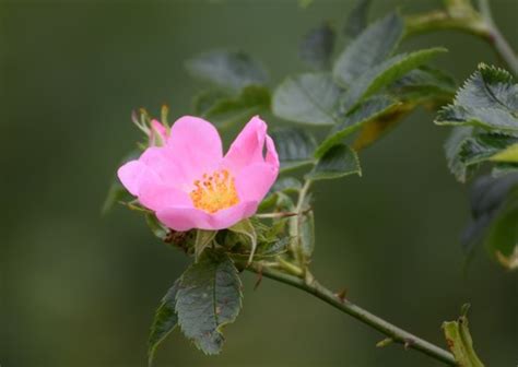 Rose Family (Family Rosaceae) · iNaturalist