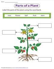 Parts Of A Flower Worksheet - Parts Of A Flower English Esl Worksheets ...