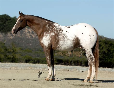 Pin on Appaloosa color