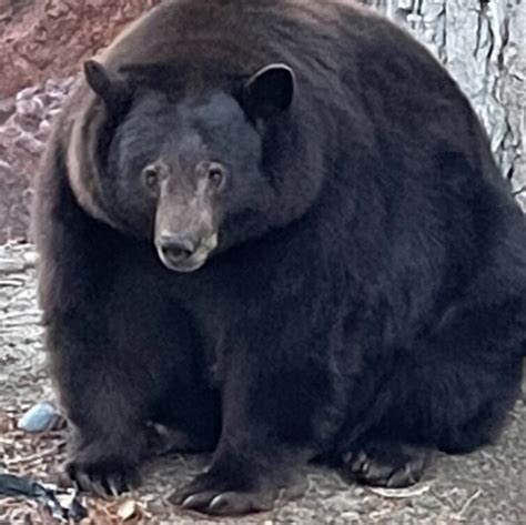 Black Bear Sitting Eating