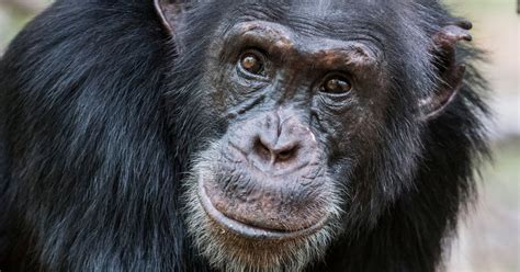 David Attenborough's Dynasties chimp dead after savage beating by ...