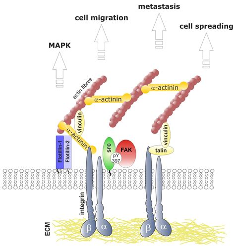 Cells | Free Full-Text | Flotillins Regulate Focal Adhesions by Interacting with α-Actinin and ...