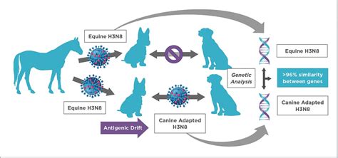 Canine Influenza: New Strains and Treatment | Today's Veterinary Practice