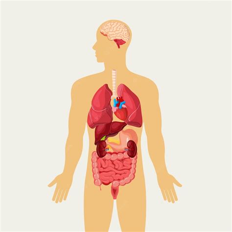 Premium Vector | Medical Education Chart of Biology for Human Body ...