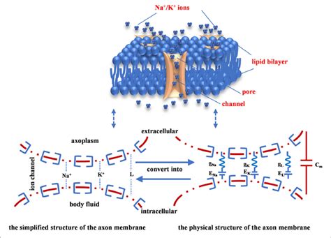 | The voltage-gated channel of the axon cell membrane. | Download ...