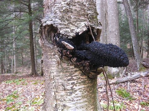 180 best images about Mushroom Chaga on Pinterest