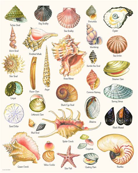 Seashell Print Shell Varieties Print Shell Chart summer - Etsy UK