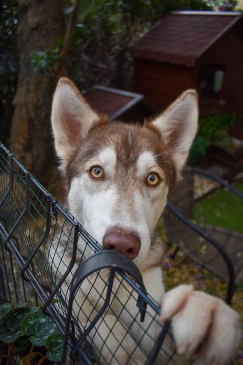 All You Need to Know About the Magnificent Brown Husky