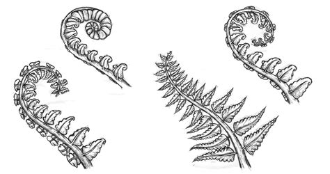 Silver Fern Drawing at PaintingValley.com | Explore collection of Silver Fern Drawing