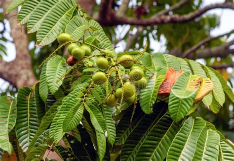 Matoa Fruits Pometia Pinnata Hanging on the Tree, Native Fruit from Papua, Indonesia Stock Image ...