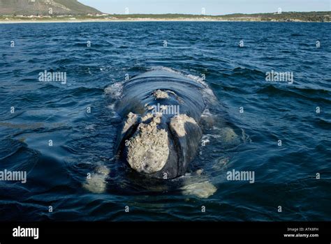 Southern Right Whale Stock Photo - Alamy