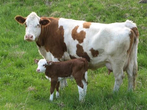 French Simmental cattle | PetMapz