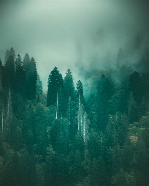 Fog Forest Photos, Download The BEST Free Fog Forest Stock Photos & HD Images