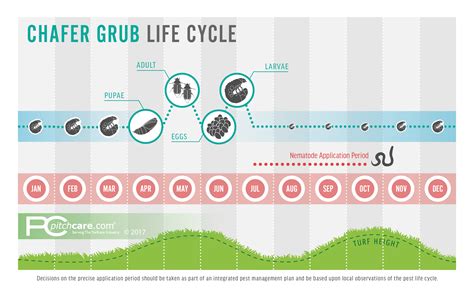 Nemasys Chafer Grub Killer - Biological Chafer Grub Treatment | Pitchcare Shop