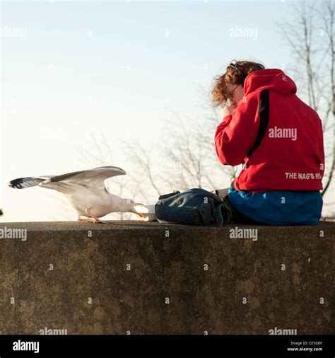 Seagull Stealing Food High Resolution Stock Photography and Images - Alamy