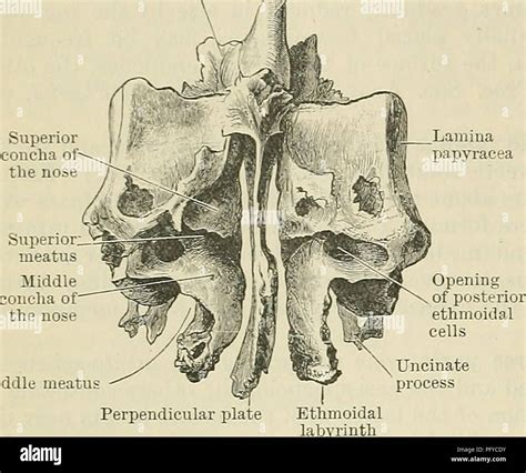 Cribriform plate hi-res stock photography and images - Alamy