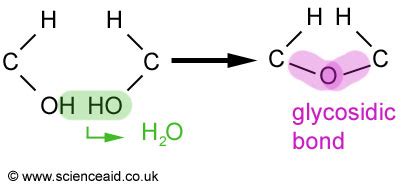 Biochemical Reactions and Enzymes - SBI - 4U Website