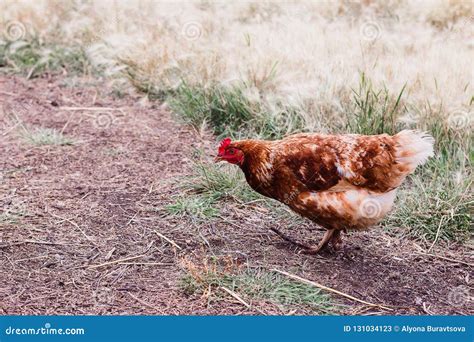 Adult Chicken Pecks of Grain Outdoors Stock Image - Image of wild, walks: 131034123