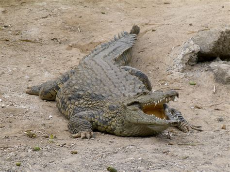 File:Crocodylus - Crocodile - Krokodil - 01.jpg - Wikipedia