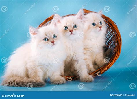 Three Neva Masquerade Kittens on Blue Background Stock Image - Image of cute, domestic: 57680625