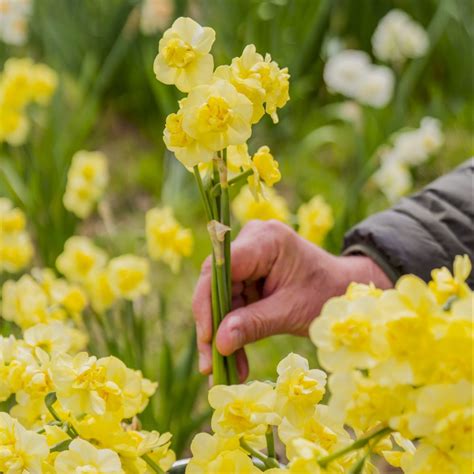 Spring Bulbs for Fall Planting and Bulb Combinations - Flower Magazine