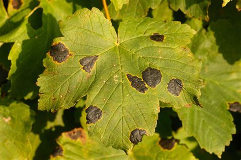 Why Does My Maple Tree Have Black Spots On The Leaves - MyFancyHouse.com