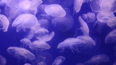 Jellyfish Stock Footage Video | Shutterstock