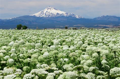 City of Madras, Oregon Seeks Its First Brewery