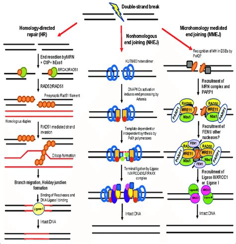 Schematic showing double-strand break repair pathways in mammalian... | Download Scientific Diagram