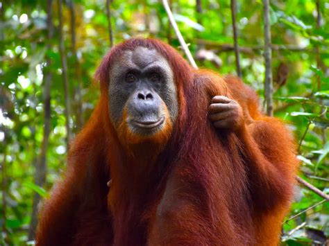 Sumatran Orangutans - Sumatran Orangutan Treks by Sumatra EcoTravel