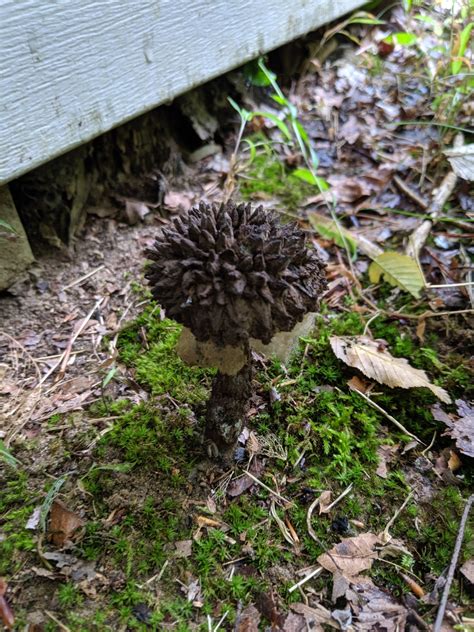 Maryland Biodiversity Project - Old Man of the Woods (Strobilomyces strobilaceus)