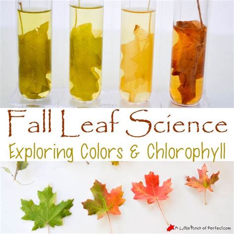 Easy Fall Leaf Science Experiment: Exploring Colors & Chlorophyll with ...