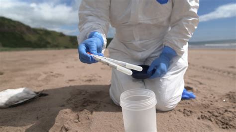 Avian Flu: More than 1,000 dead birds cleared from Aberdeenshire beaches in just three days ...