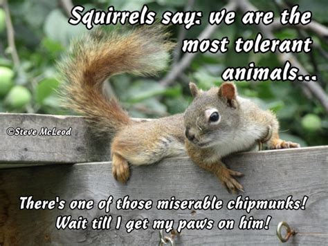 Squirrel Quotes #8. – Steve`s Country