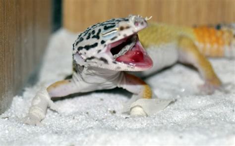 Common Leopard Gecko Health and Illness - Leopard Gecko Care