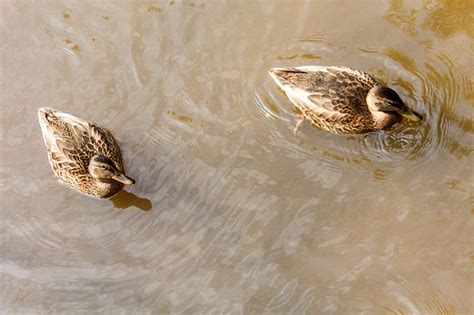 Sekelompok Bebek Coklat Berenang Di Sungai Foto Stok - Unduh Gambar Sekarang - Air, Alam ...