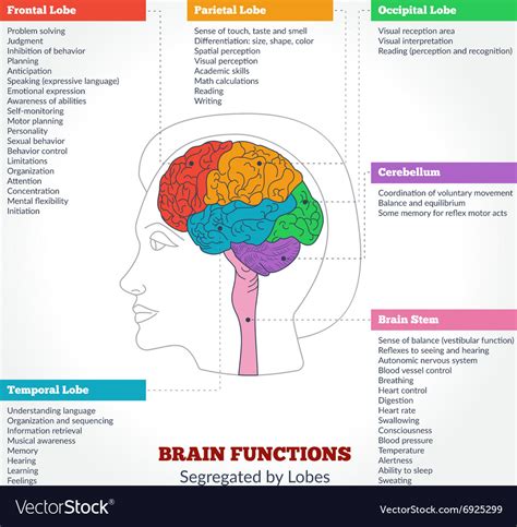 Human brain anatomy and functions Royalty Free Vector Image